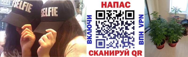 Шишки марихуана Amnesia  Трубчевск 